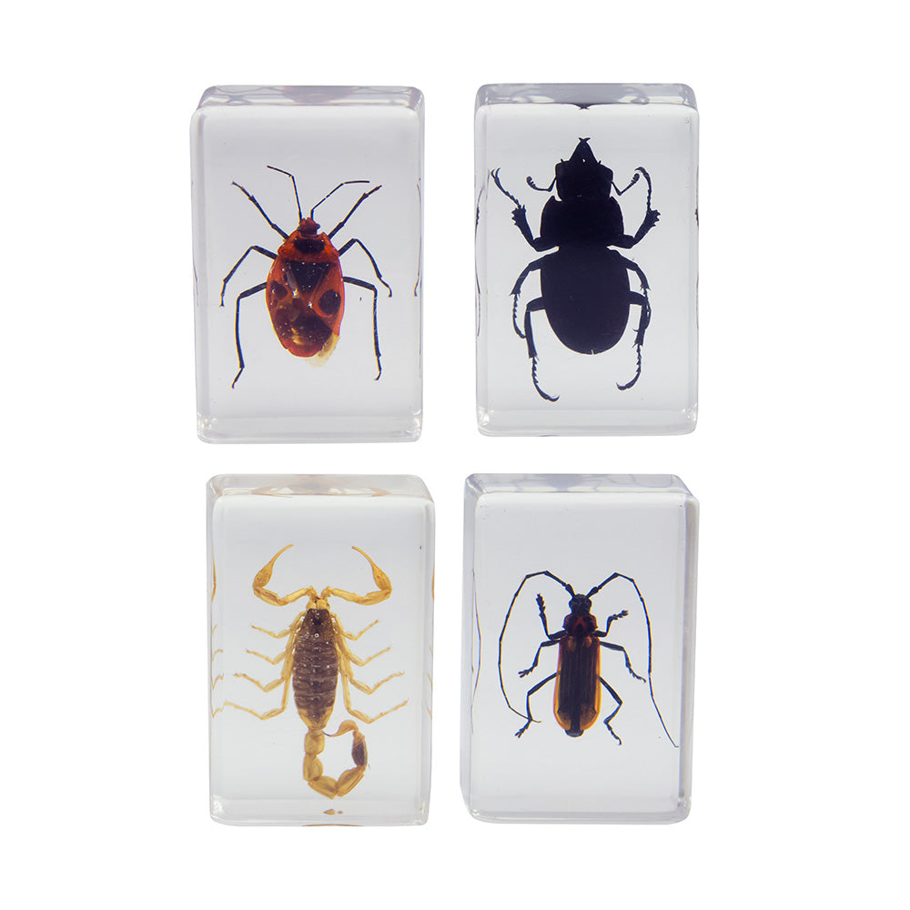 Celestron 3D Bug Specimen Kit 1