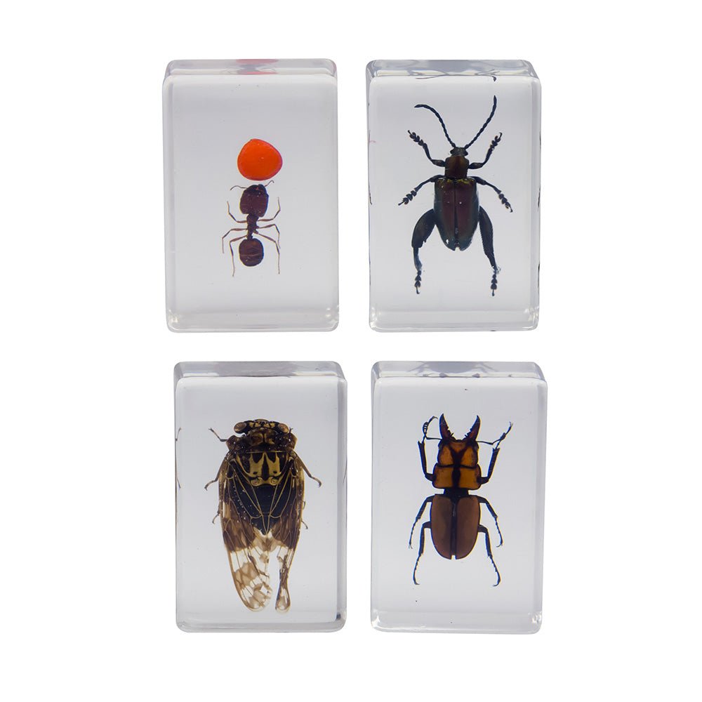 Celestron 3D Bug Specimen Kit 3 - Mastermind Toys___237989