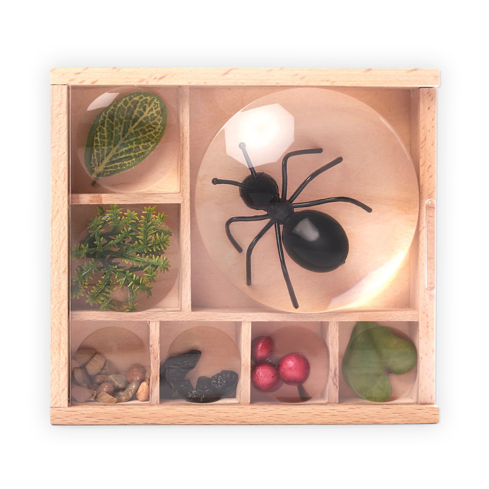 Huckleberry My Little Museum Bug Box - Mastermind Toys___228825