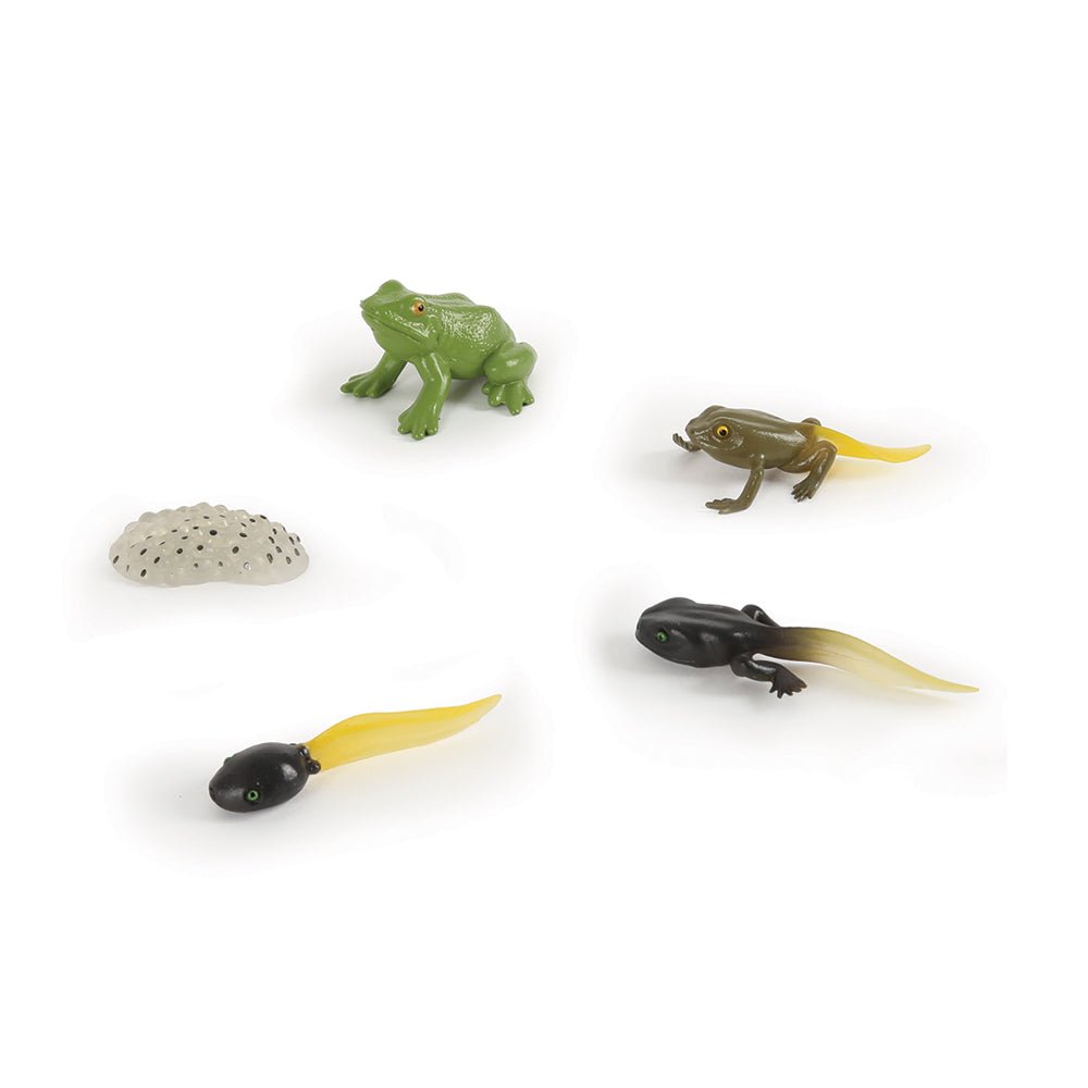 Mastermind Toys Frog Life Cycle Figurines - Mastermind Toys___229639