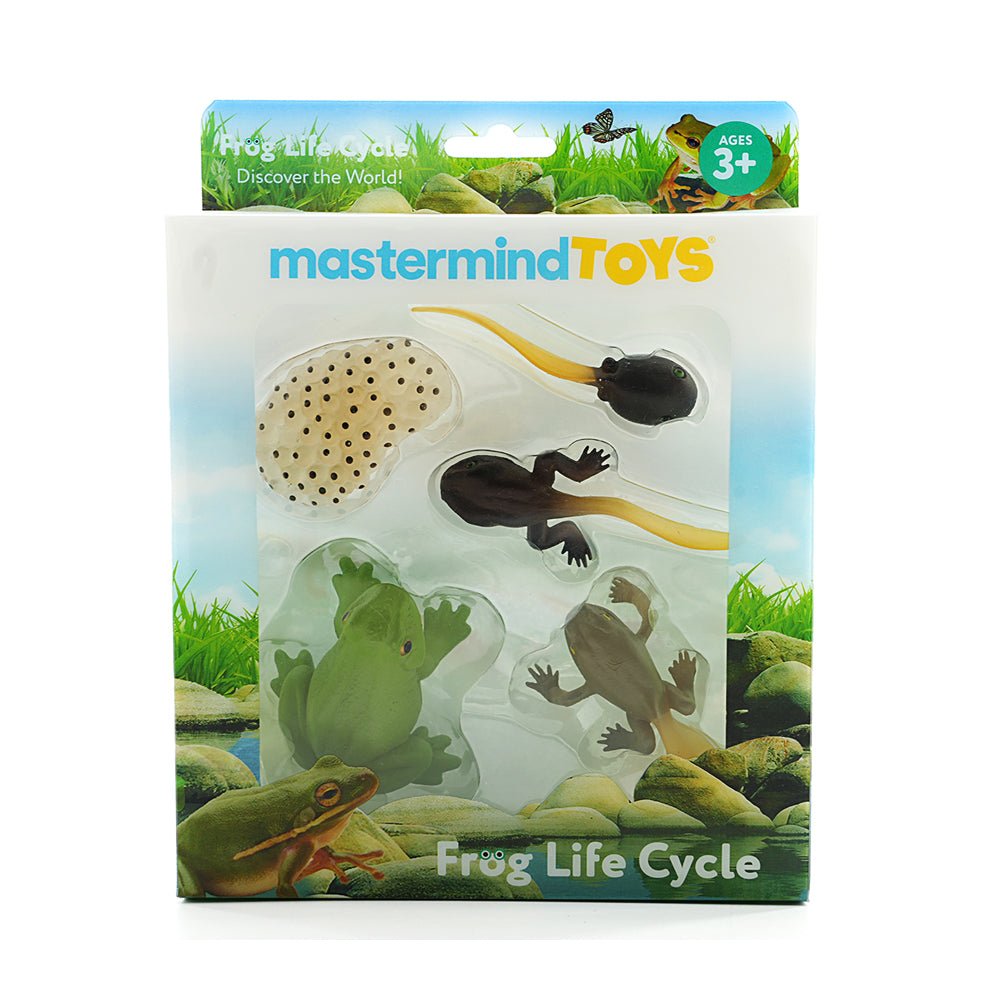 Mastermind Toys Frog Life Cycle Figurines - Mastermind Toys___229639