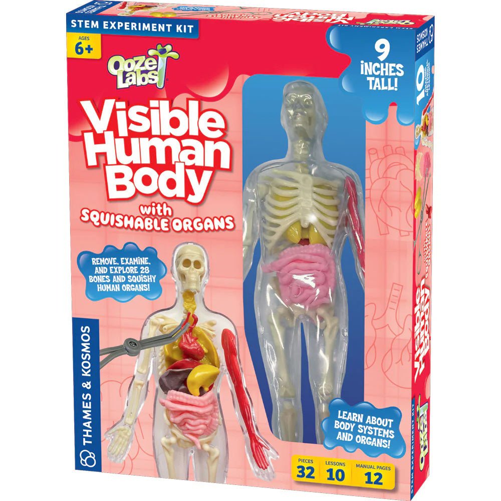 Ooze Labs: Visible Human Body - Mastermind Toys___232891